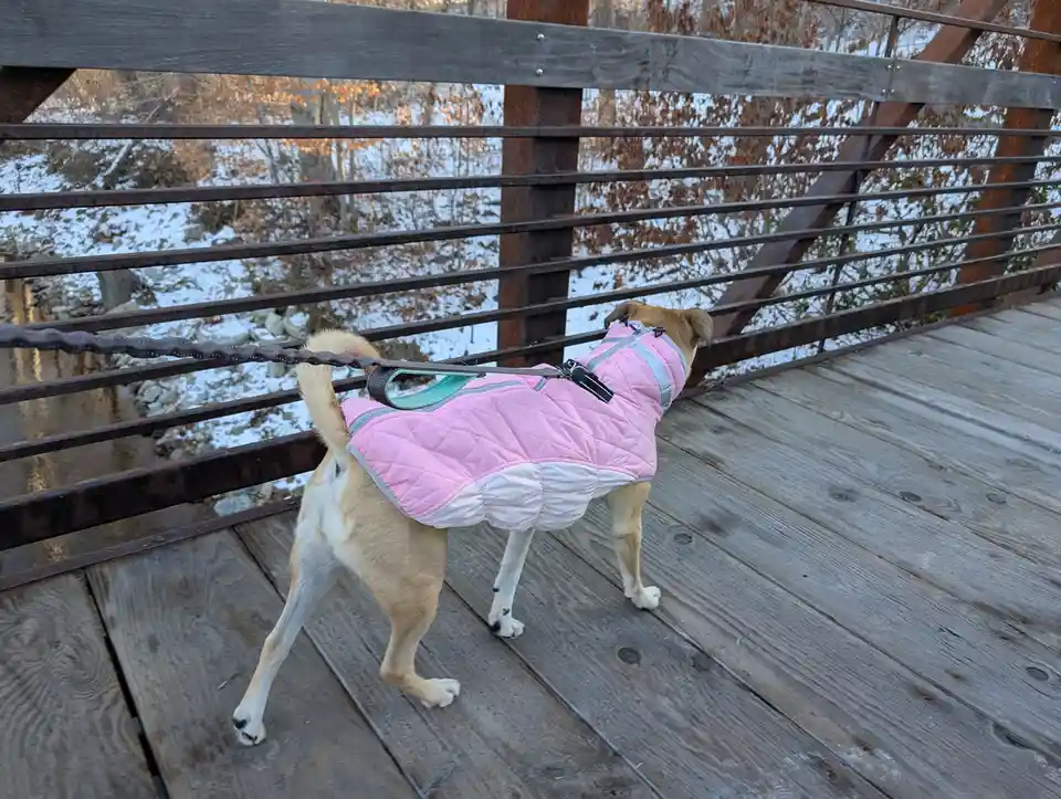 A tan dog wearing a pink and white quilted winter coat walks on a wooden bridge with a metal railing, looking out over a…