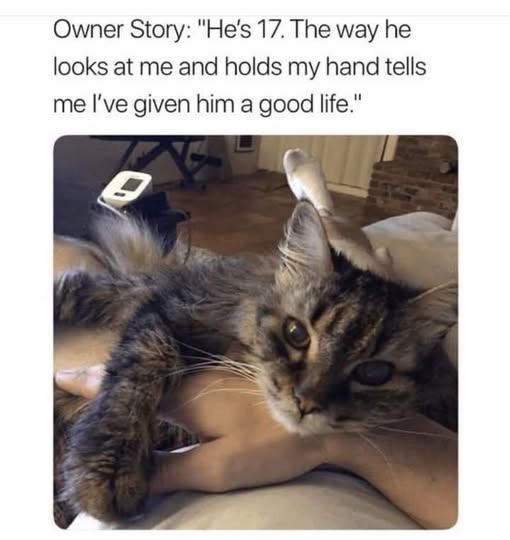 A close-up photo shows a fluffy, tabby cat lying on its back on a person's lap, one paw gently resting on the person's hand…