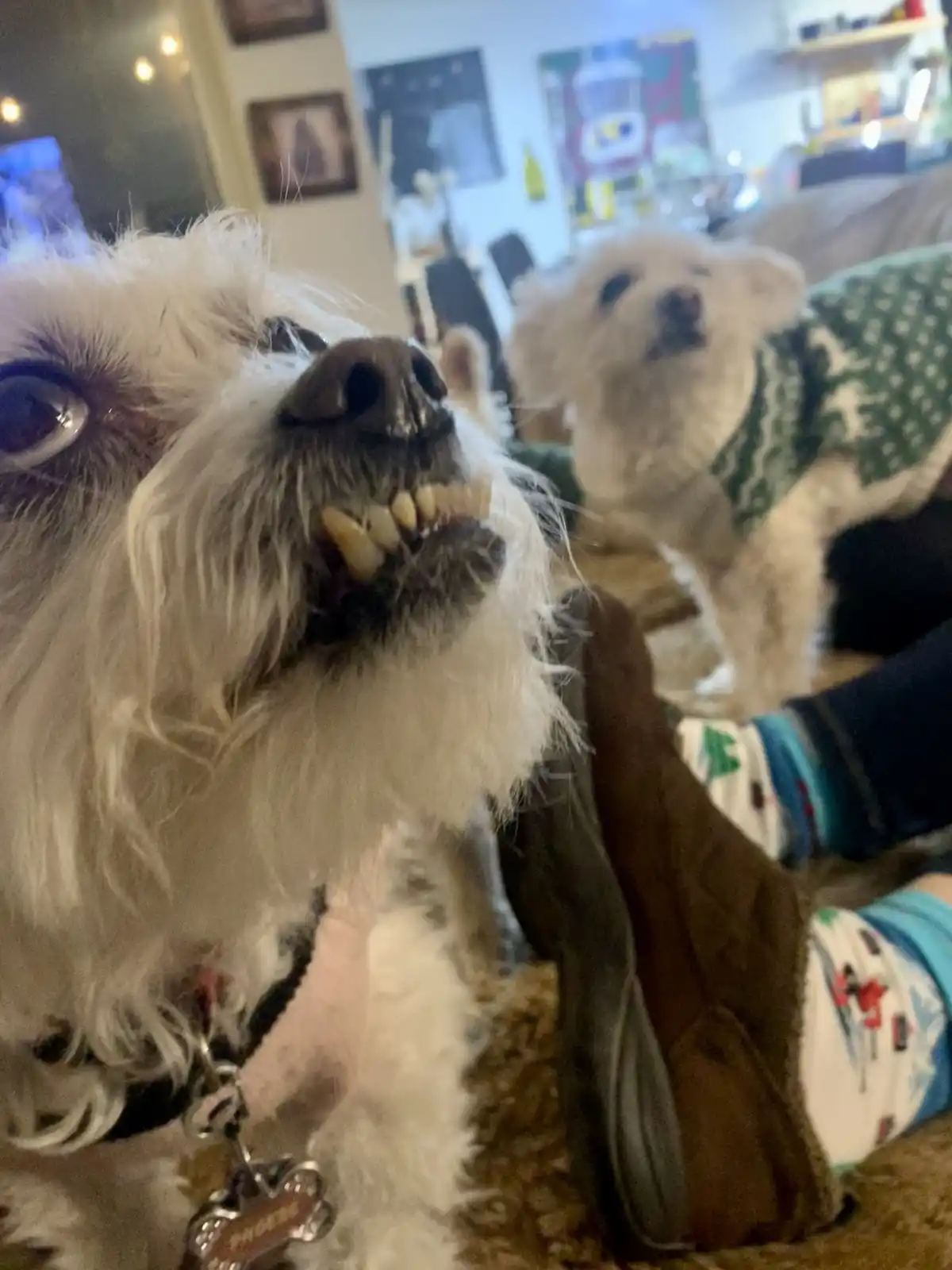 A close-up photo of a fluffy white dog with its mouth open, showing teeth in a grimace, while another dog in a green sweater…