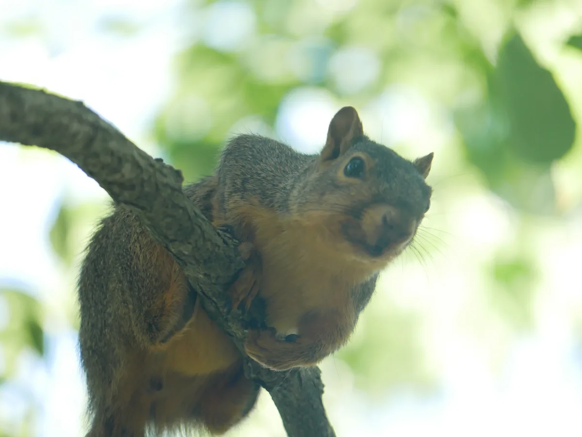 A close-up photo of a squirrel with brown and gray fur clinging to a tree branch, looking directly at the camera with a…