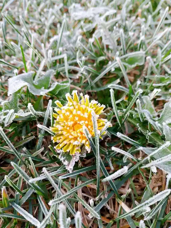 A close-up photo shows a yellow dandelion flower and surrounding green grass blades, all lightly coated in white frost. The…