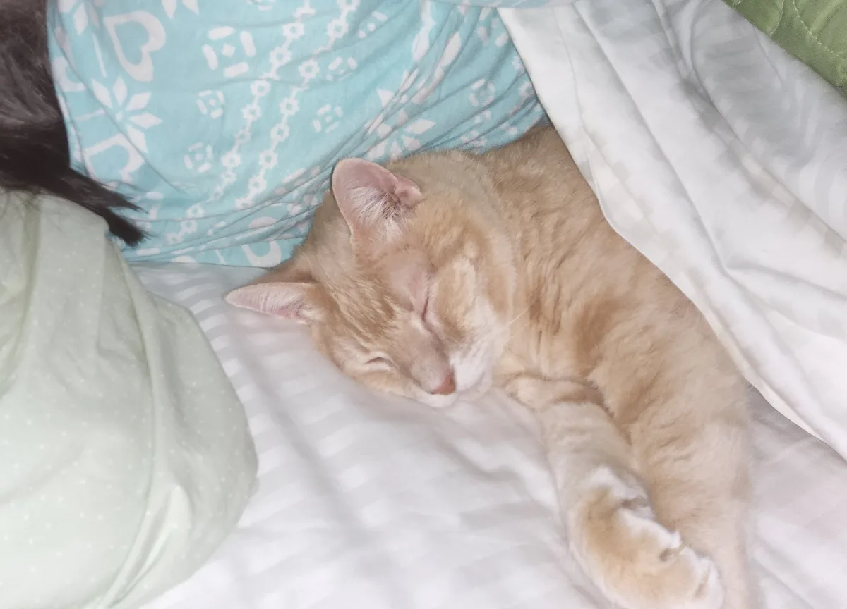 A ginger cat is sleeping peacefully on a bed with white and light blue patterned bedding, partially covered by a white…