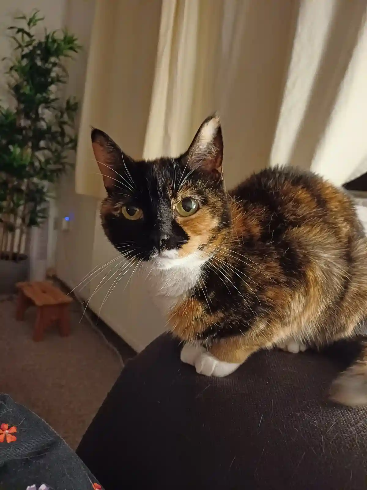 A calico cat with black, orange, and white fur sits perched on a person's shoulder, looking directly at the camera with…