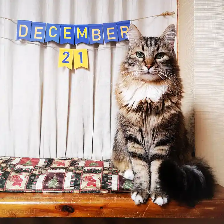 Mark your calendars for December 21!
