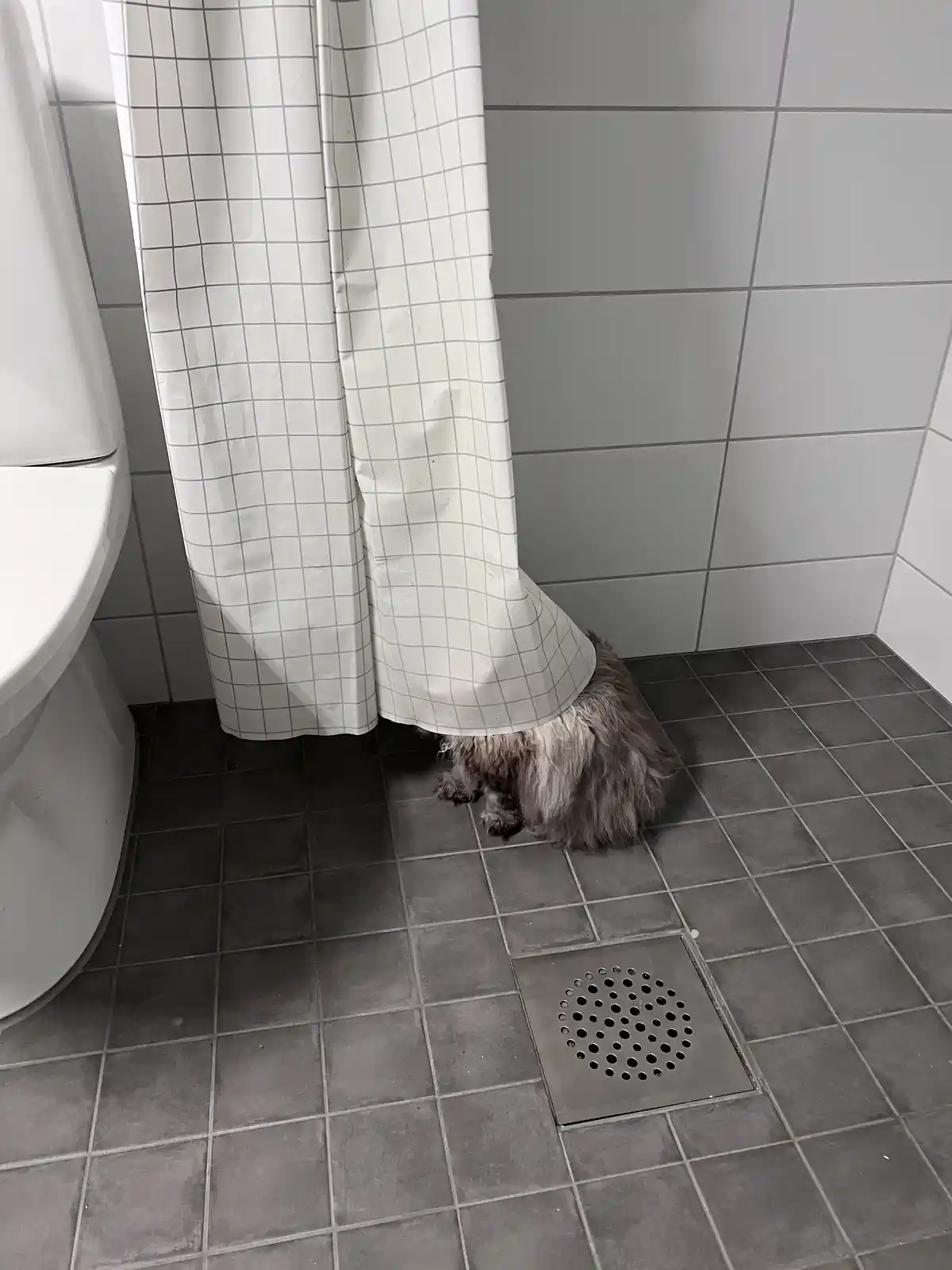 A small, shaggy gray dog is sitting on a dark gray tiled bathroom floor, partially hidden under a white shower curtain with…