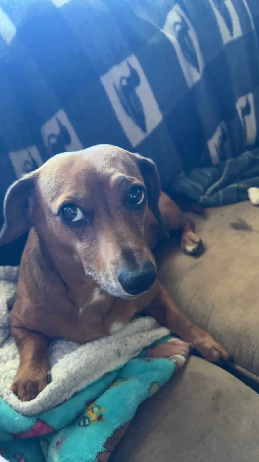 A brown dachshund with large, soulful eyes sits on a couch wrapped in a teal blanket, looking directly at the camera with an…