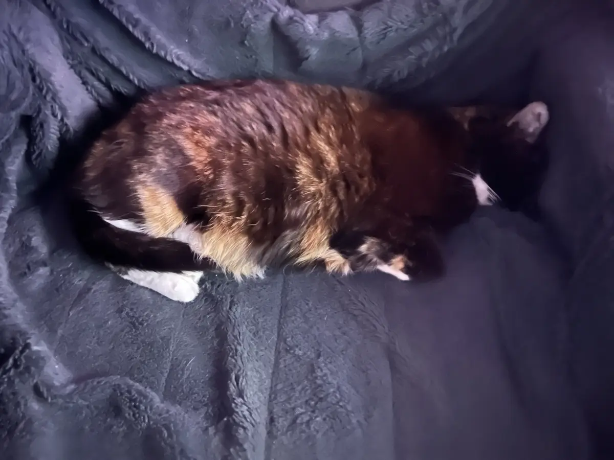 A calico cat with black, orange, and white fur is curled up sleeping on a dark gray, textured blanket. The cat's body is…