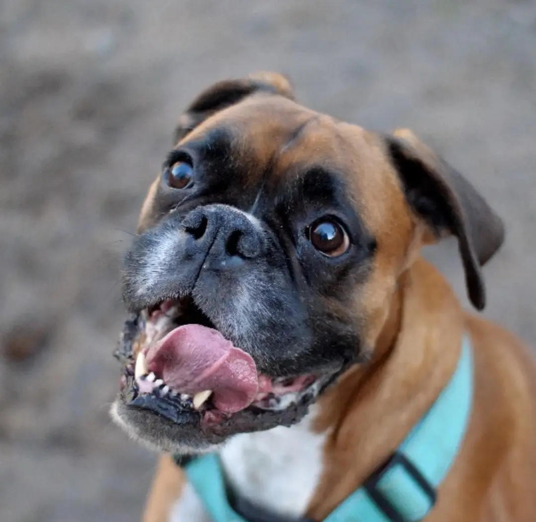 A close-up photo of a brown and black Boxer dog wearing a teal harness, looking up with its mouth open and tongue out, as if…