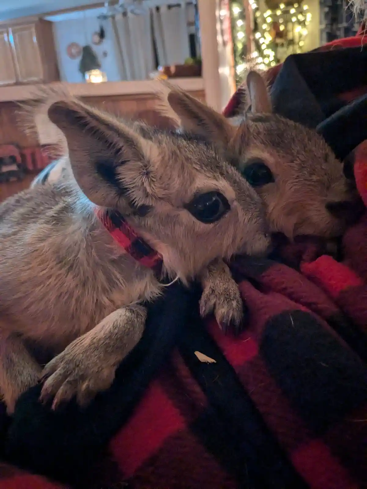 Two stuffed squirrel toys are cuddling together on a red and black plaid blanket in a cozy, warmly lit indoor setting with…
