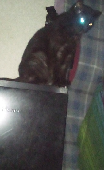 A black cat sits atop a dark electronic device, possibly a laptop or monitor, with one eye glowing bright blue from a camera…