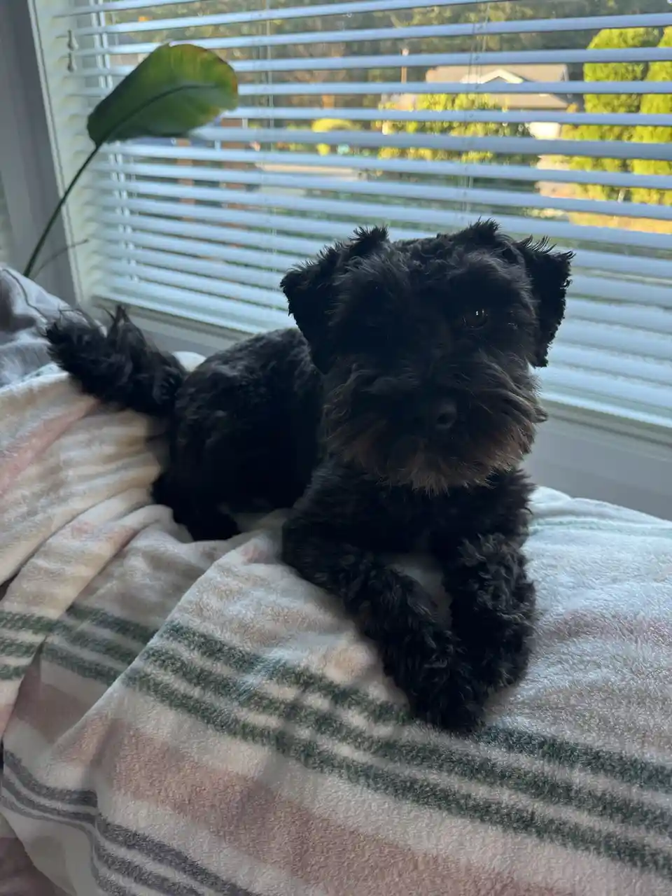 A black, scruffy dog with a slightly grumpy expression lies on a striped blanket near a window with white blinds. The dog is…