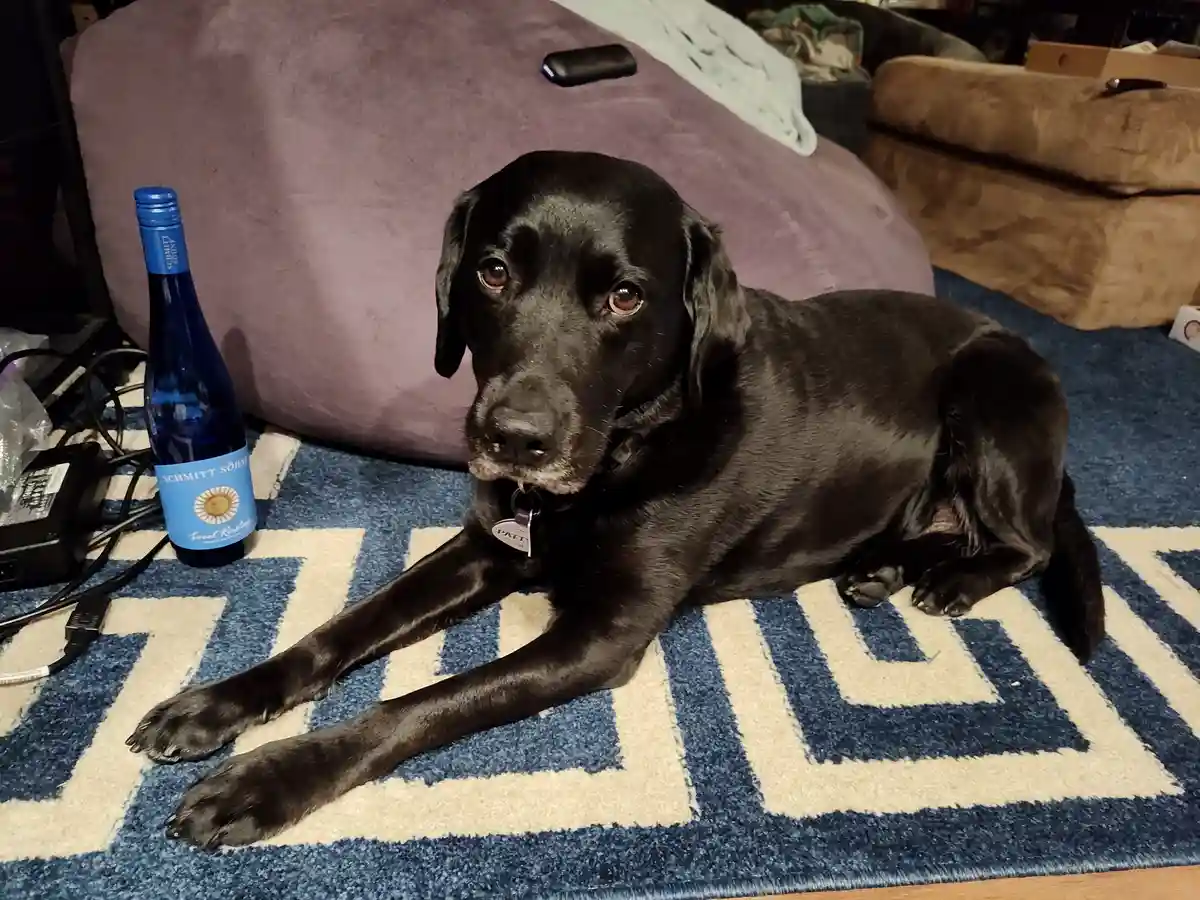 A black Labrador named Patty lies on a blue and cream patterned rug, looking directly at the camera with a calm expression…