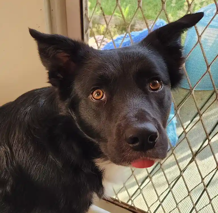 A close-up of a black dog with amber eyes and a white chest, looking directly at the camera with its tongue slightly out…