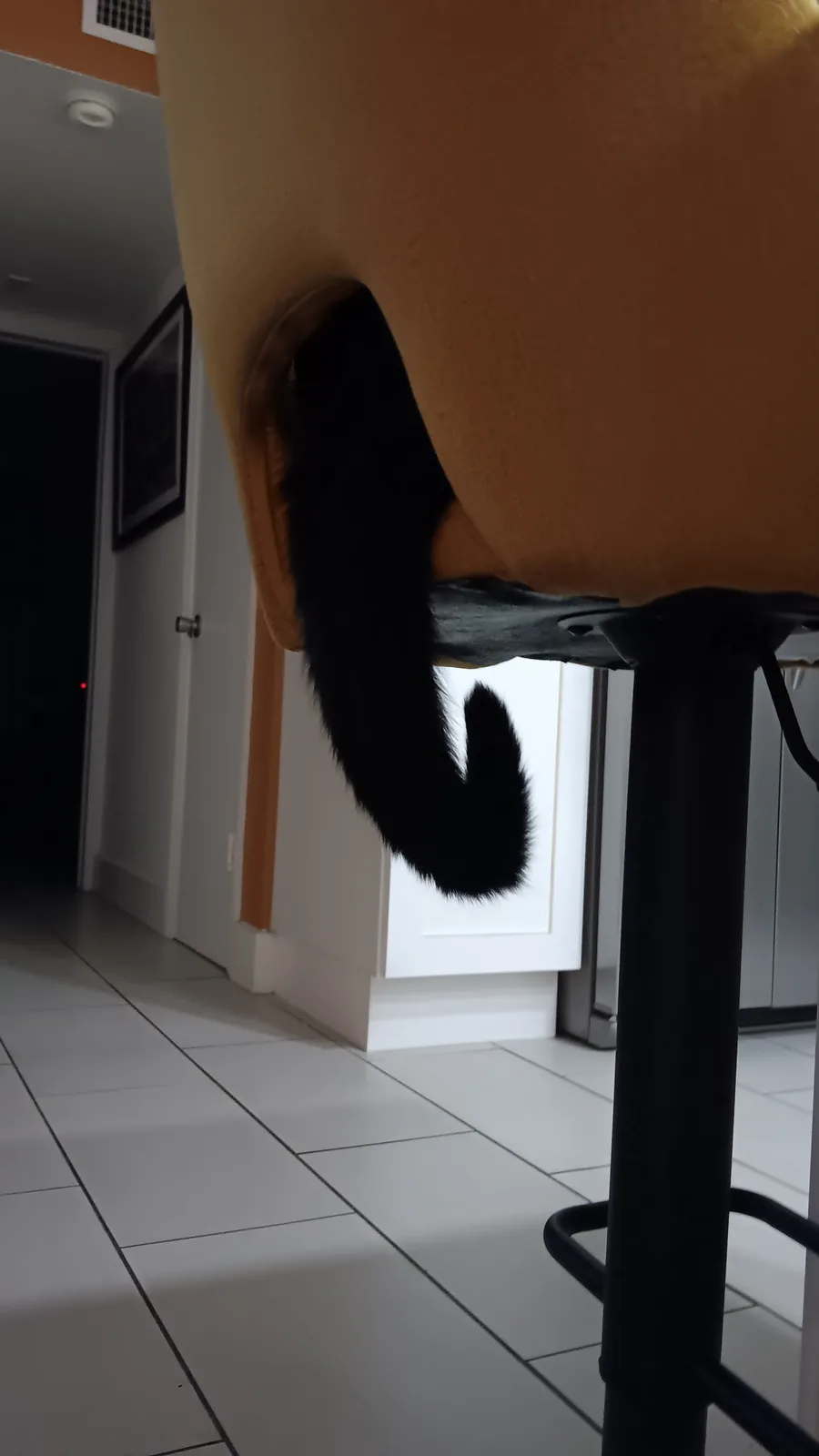 A close-up shot shows the fluffy black tail of a cat peeking out from under the back of a tan upholstered bar stool. The…