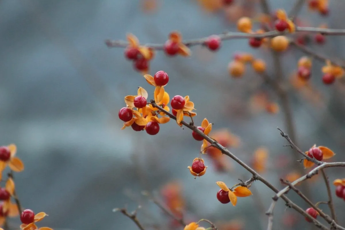 A close-up photograph of a bare tree branch with small, bright red berries and dried, papery orange seed pods. The…