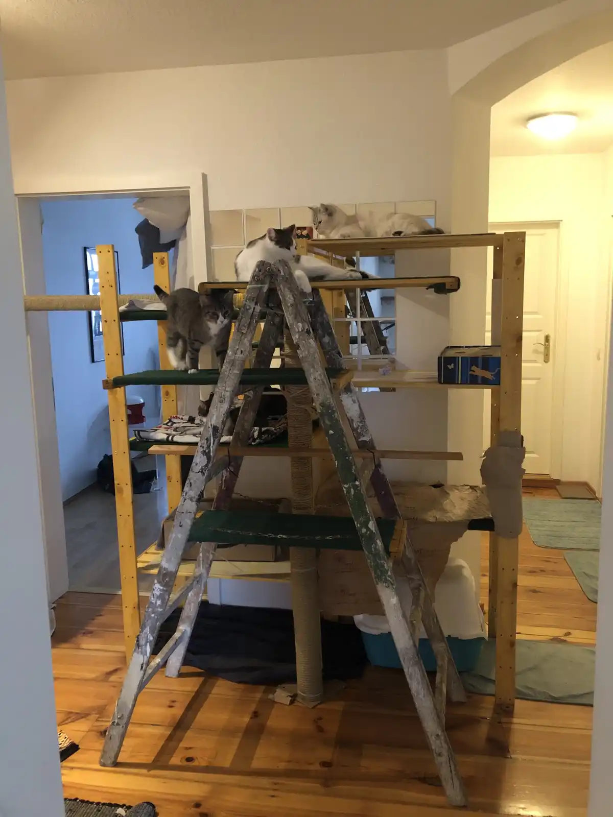A wooden cat tree with multiple levels and a ladder is filled with three cats lounging or perching. One cat stands on a…
