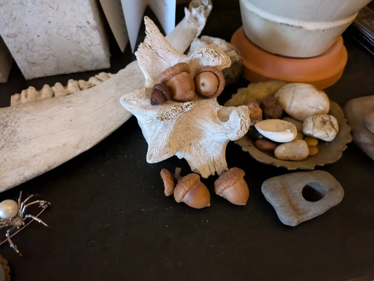 A close-up photo shows a decorative arrangement of natural objects on a dark surface, including a starfish-shaped bone…