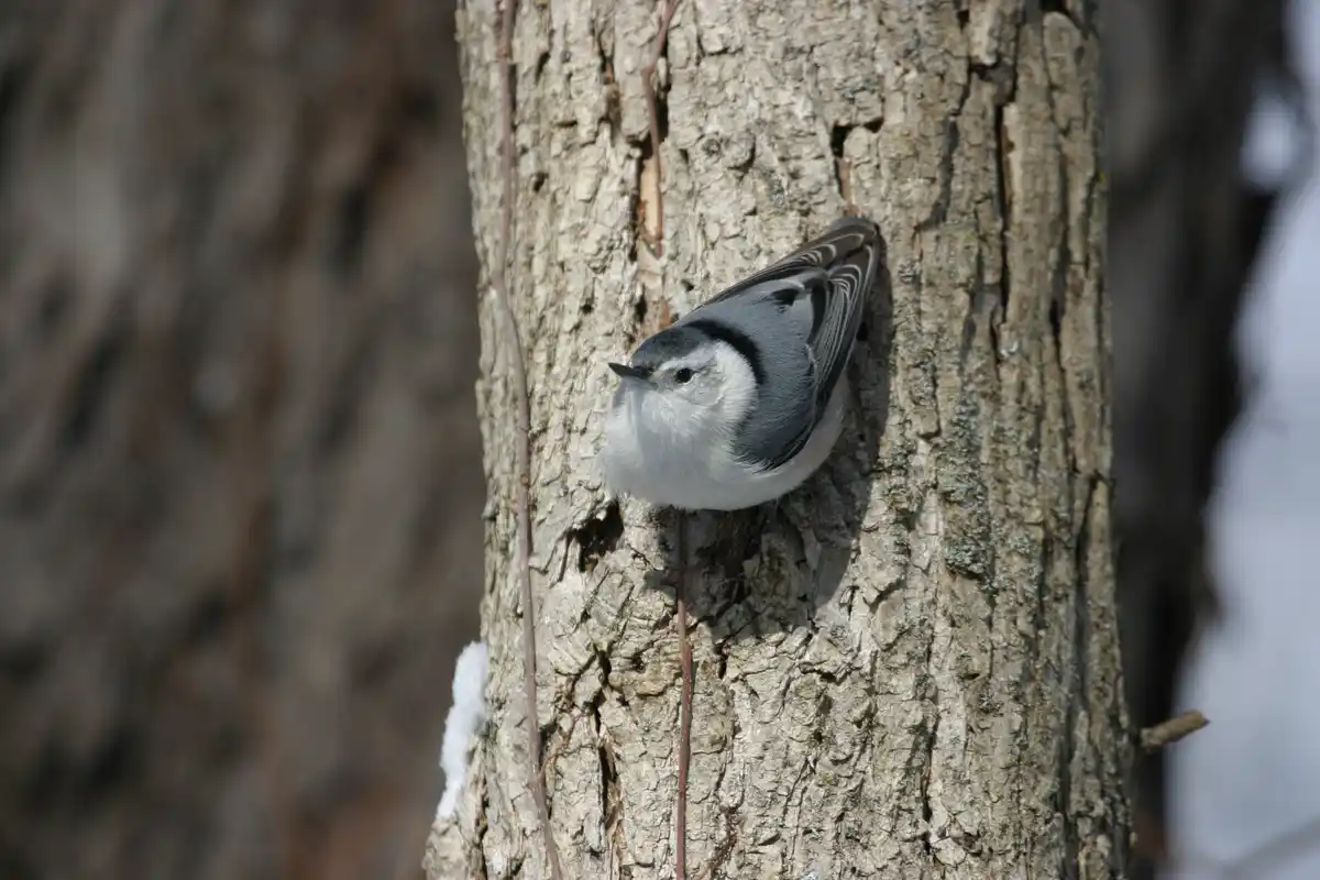 A small gray and white bird, likely a white-breasted nuthatch, is clinging vertically to the rough bark of a tree trunk. The…