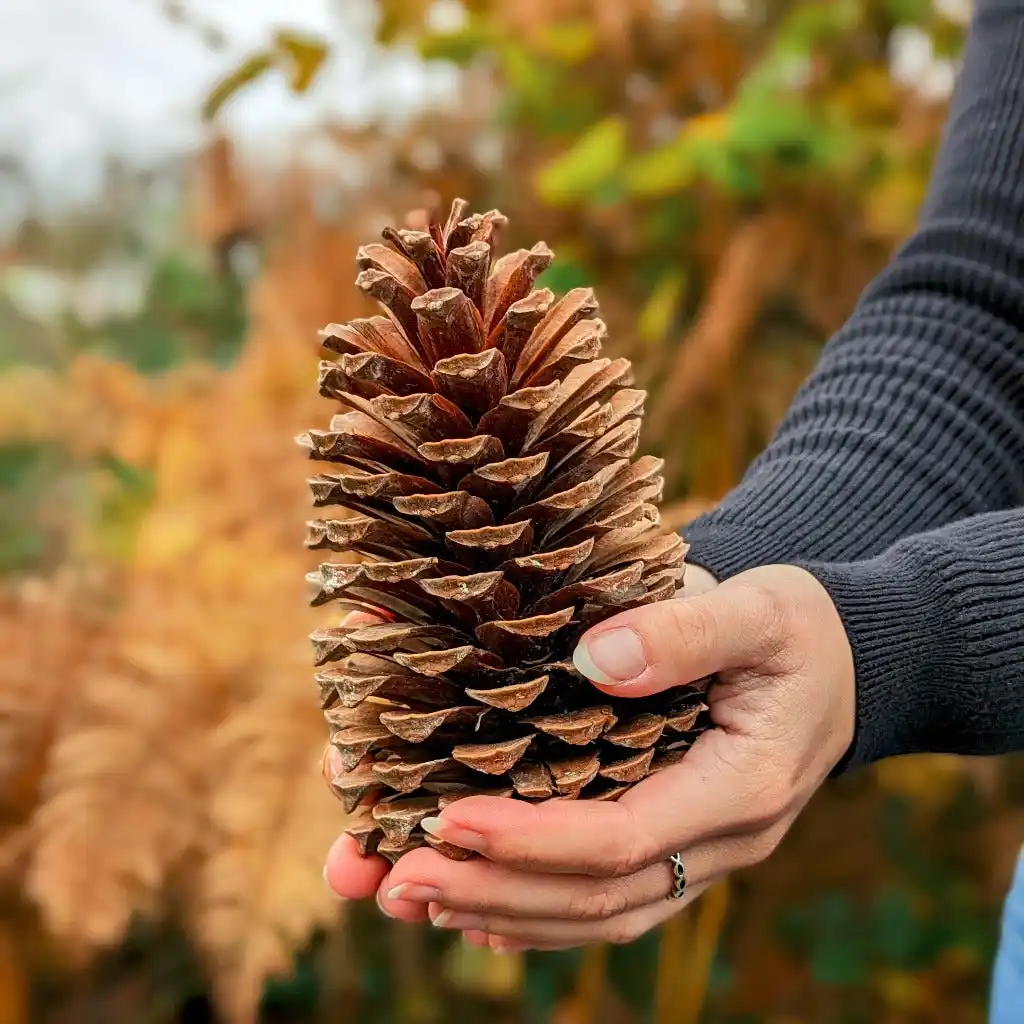 A person's hands gently cradle a large, brown pinecone against a blurred autumnal background of orange and green foliage…