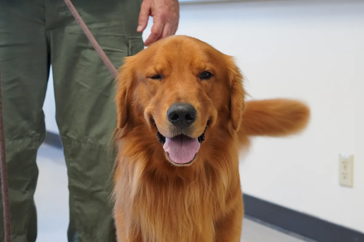 Joyful Doggo Moments