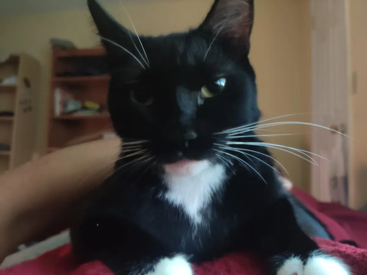 A close-up photo of a black cat with white paws and chest, lying on a red blanket, looking directly at the camera with a…