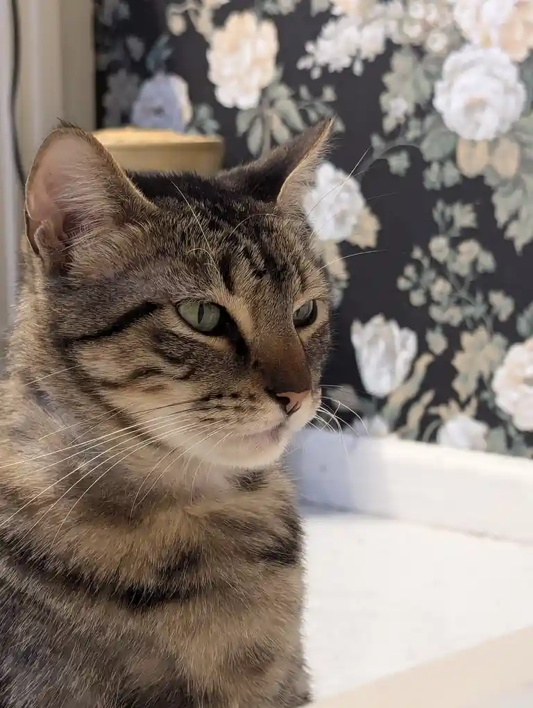 A close-up of a tabby cat with green eyes and a slightly squinted, unimpressed expression, sitting in front of floral…