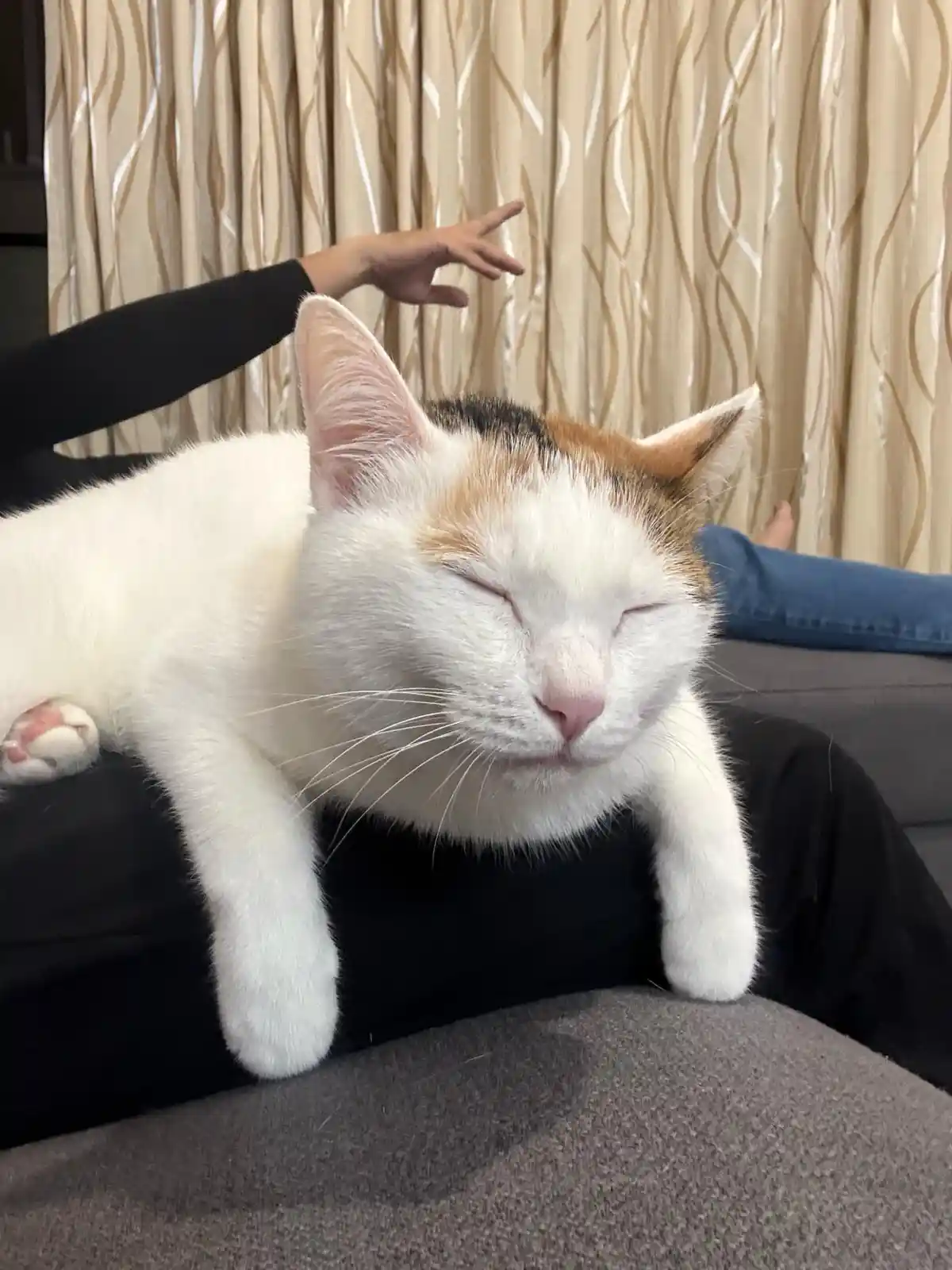 A calico cat with white, orange, and black fur is sleeping peacefully with its eyes closed on a person's lap. The person…