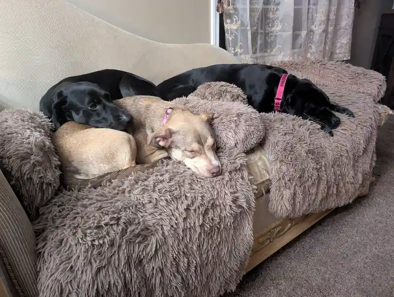 Three dogs are sleeping on a beige couch covered with a shaggy brown blanket. Two black dogs and one tan dog are curled up…