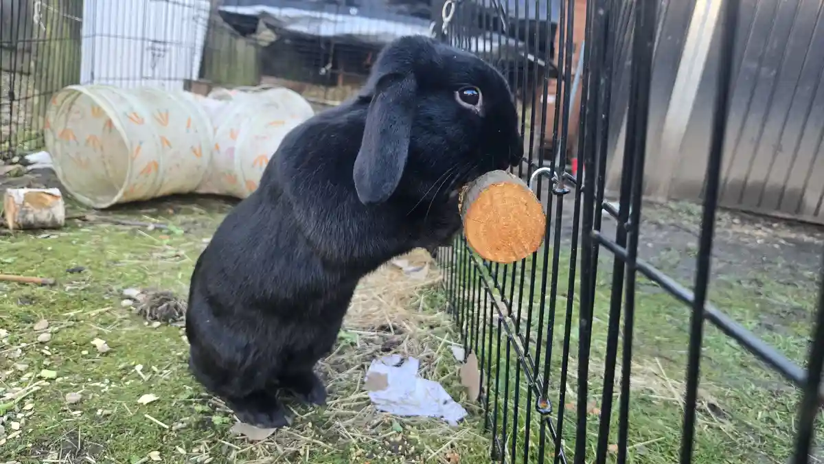 A black lop-eared rabbit is standing upright in an outdoor enclosure, holding a small wooden log in its mouth as if it were…