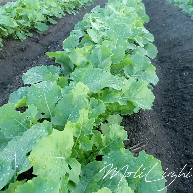 A close-up photo of rows of vibrant green leafy vegetables, likely kale or collard greens, growing in dark soil with water…