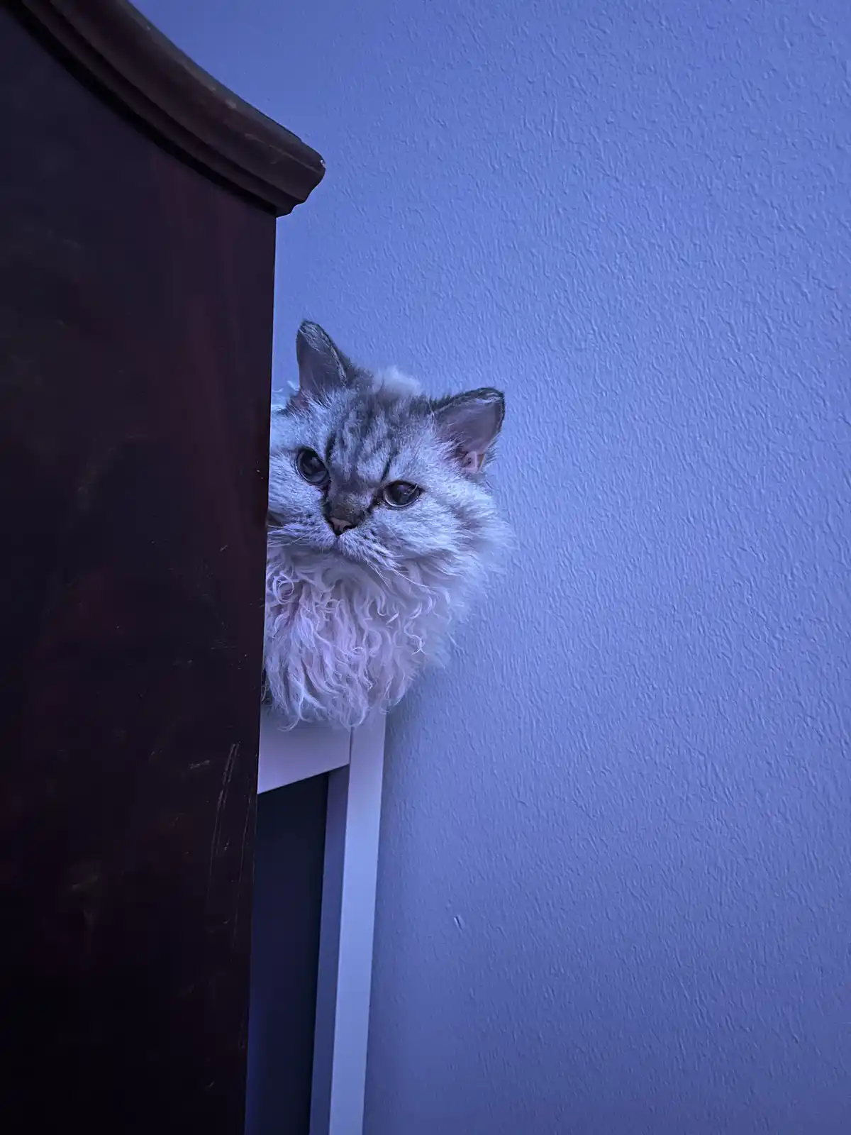 A fluffy, long-haired cat with grey and white fur peeks out from behind a dark wooden piece of furniture against a textured…