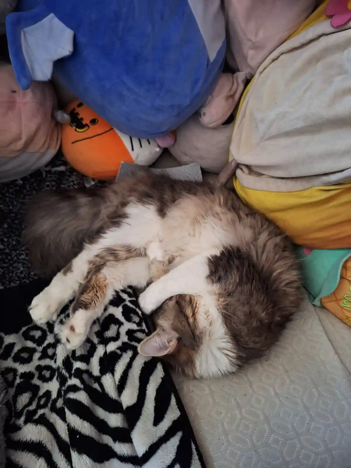A fluffy brown and white cat is curled up asleep on a patterned blanket, surrounded by colorful stuffed animals and pillows…