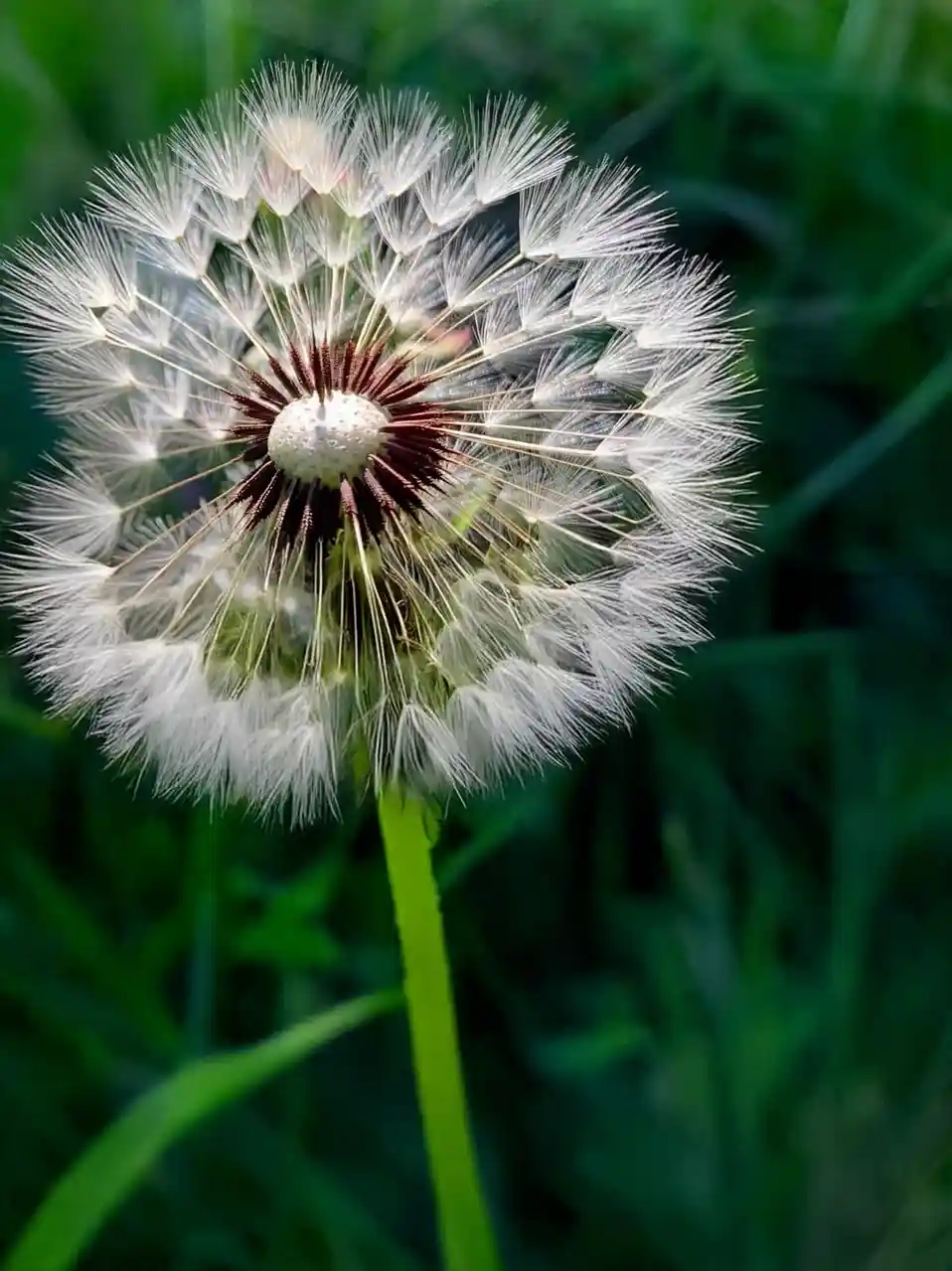 A close-up photograph of a mature dandelion seed head, with its white, feathery seeds radiating from a central brownish…