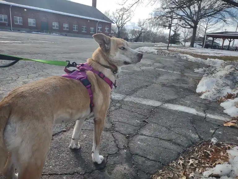 A tan dog with one blue eye and one brown eye, wearing a purple harness and green leash, stands on cracked pavement looking…