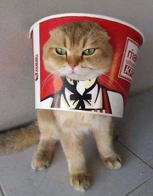 Wanted: Kentucky Fried Kitten - A Culinary Caper