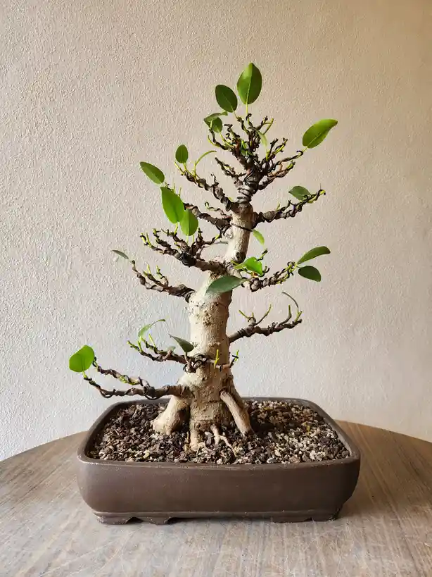 A bonsai tree with a thick, gnarled trunk and green leaves sits in a rectangular brown pot filled with gravel. Black wire is…