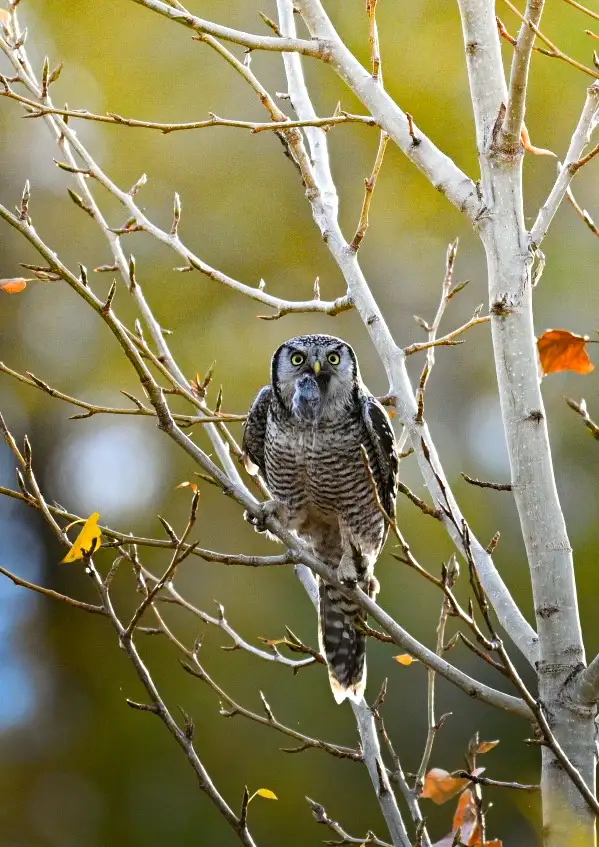 Northern Hawk Owl Enjoying a Delicious Lunch