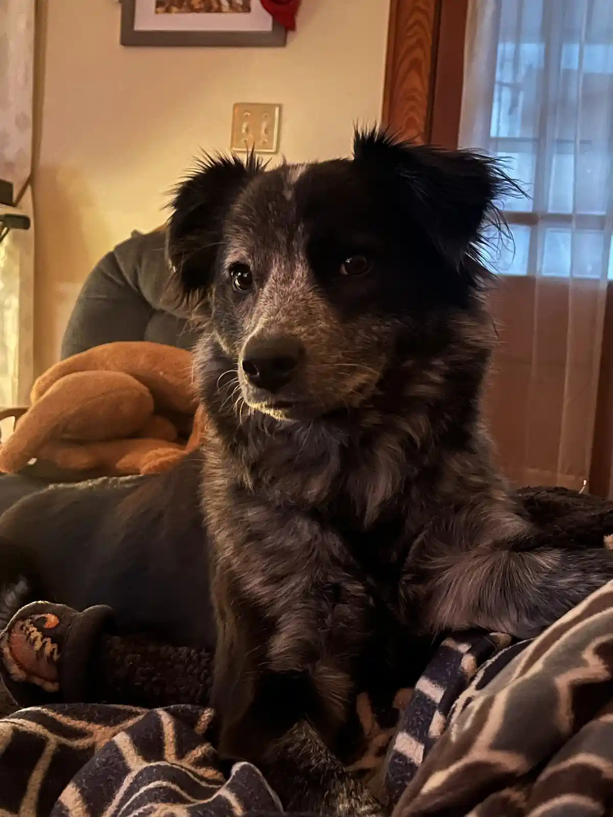 A black and gray speckled dog with fluffy fur and alert ears sits on a patterned blanket indoors, looking directly at the…