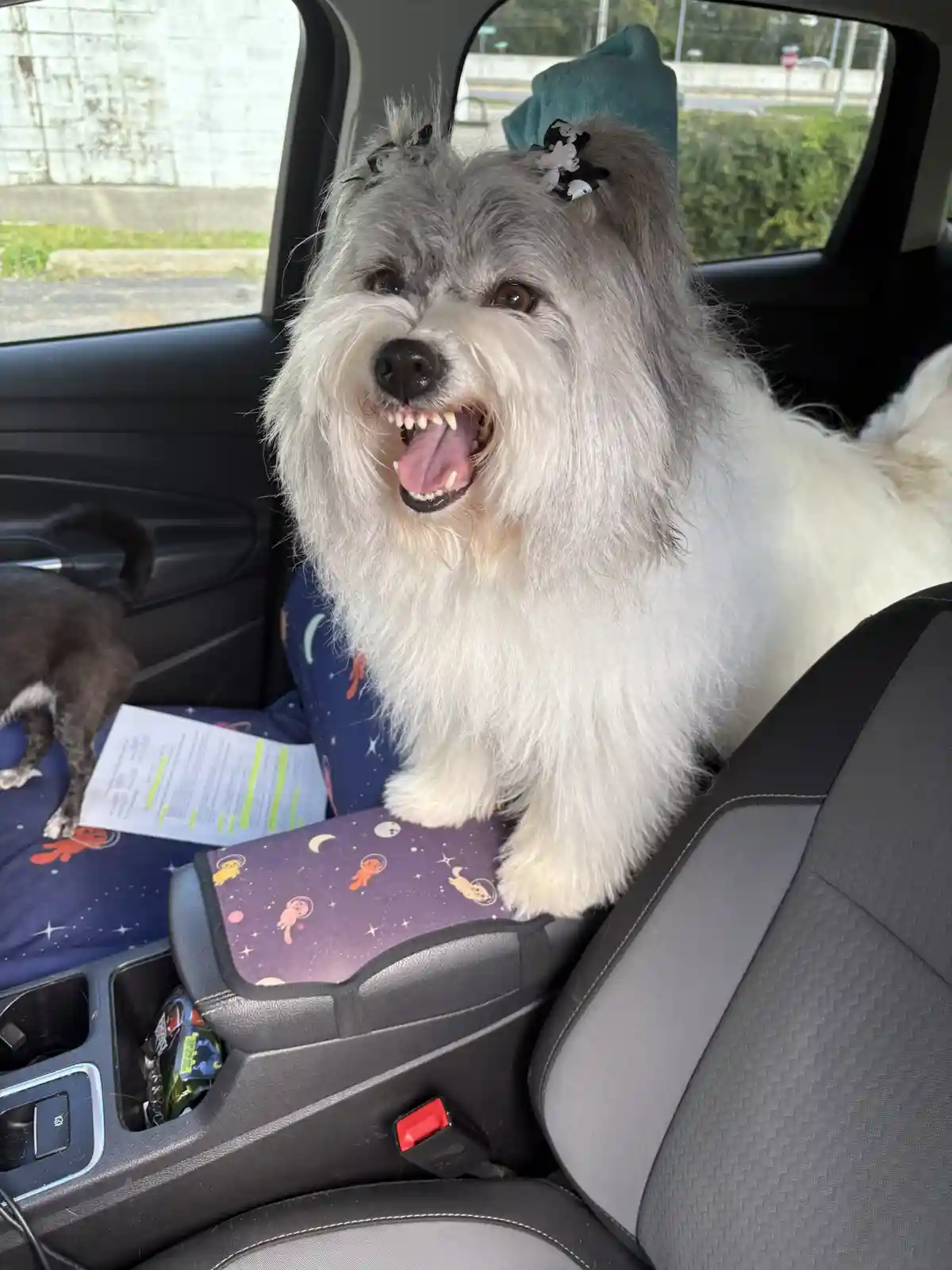 A fluffy white and gray dog with hair clips sits in a car, mouth open in a wide expression that looks like a grin or a…