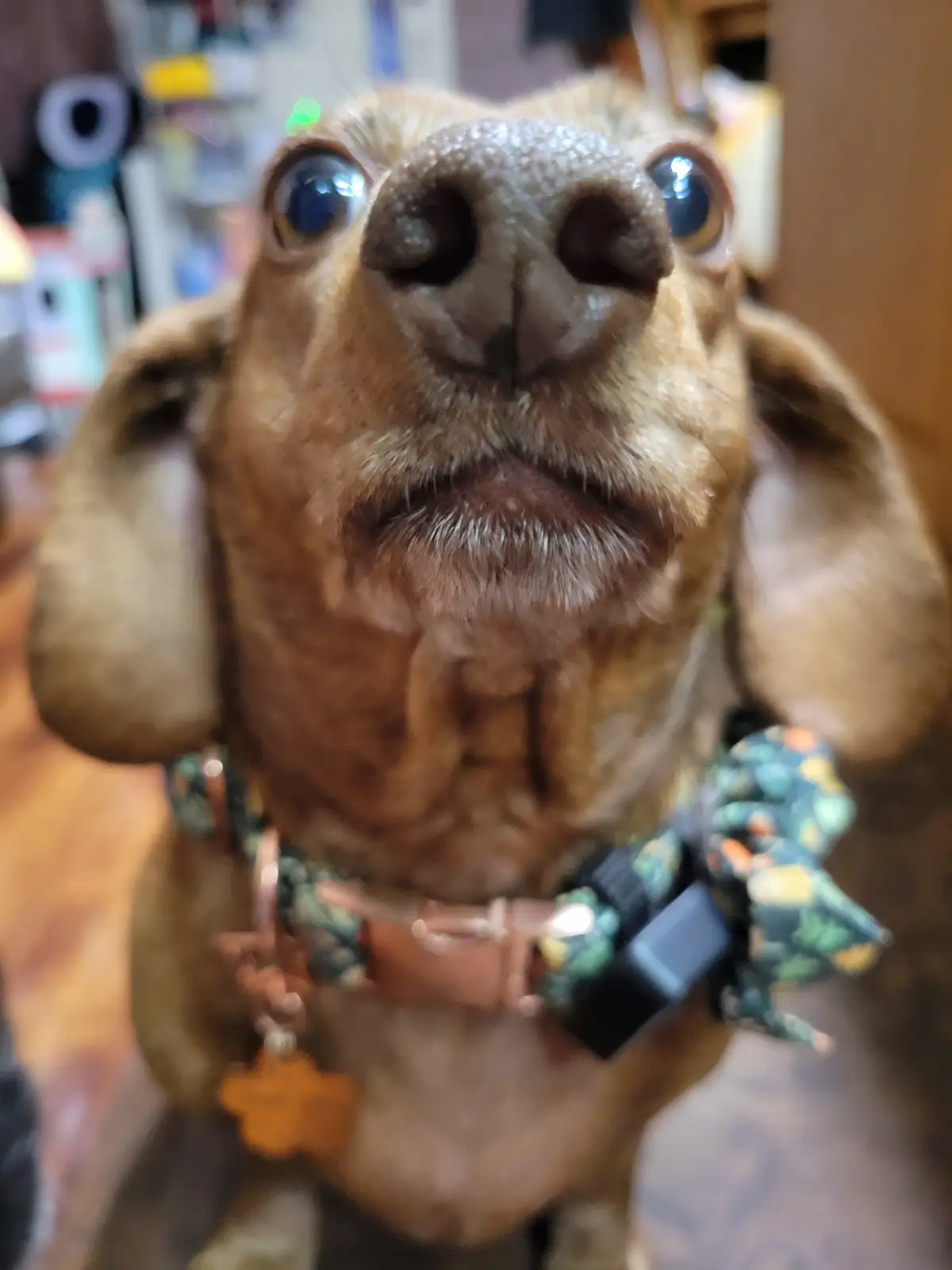 A close-up photo of a brown dog looking directly at the camera with wide, expressive eyes and a slightly open mouth. The dog…