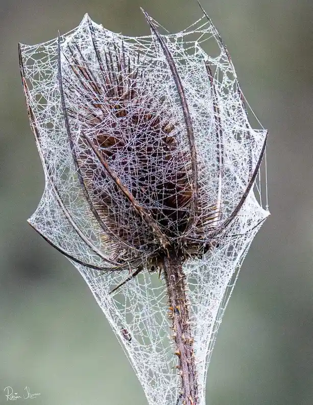 A close-up photograph shows a dried, spiky plant head covered in a delicate, dew-covered spiderweb that forms a web-like…