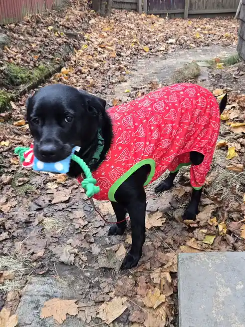 A black dog stands in a yard covered in fallen leaves, wearing a red holiday-themed outfit with white patterns and green…
