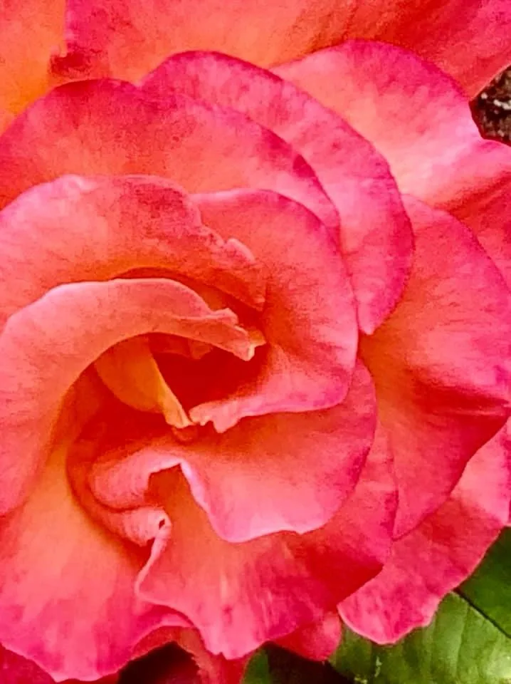 A close-up photo of a vibrant pink rose with layered petals, showing its center and surrounding green leaves. The image has…