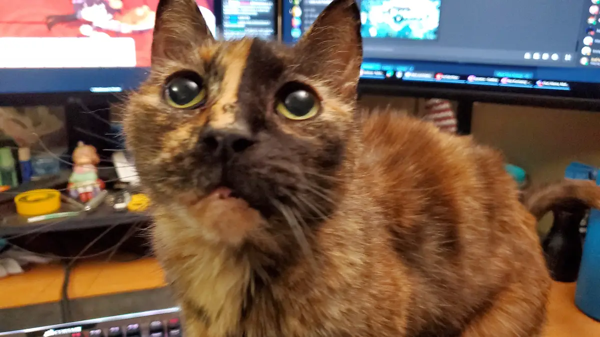 A close-up photo of a tortoiseshell cat with wide, startled eyes and its mouth slightly open, sitting on a desk in front of…