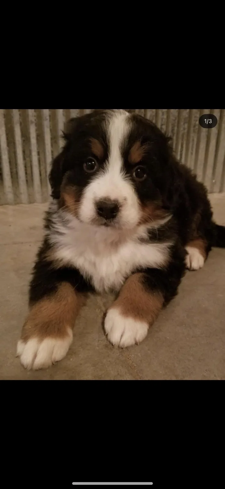 A close-up photo of a young Bernese Mountain Dog puppy with black, white, and tan fur, lying on a concrete floor and looking…