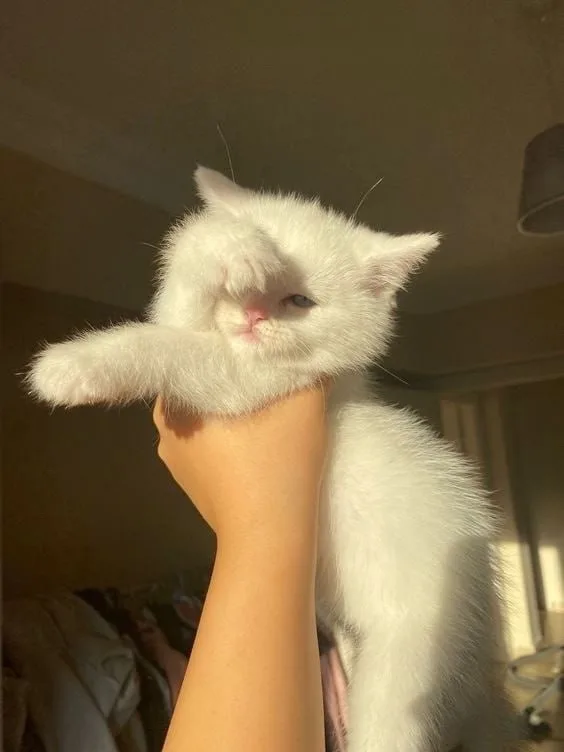 A fluffy white kitten is being held by a person's hand, with one paw raised to cover its eye as if shielding itself from…
