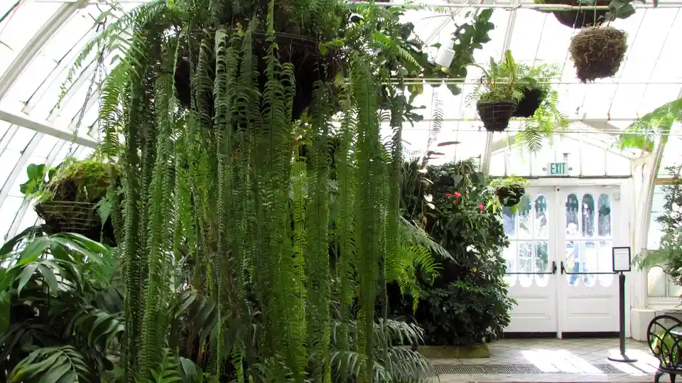 A lush, green fern hangs densely from the ceiling of a glass-walled greenhouse, partially obscuring a white door marked with…