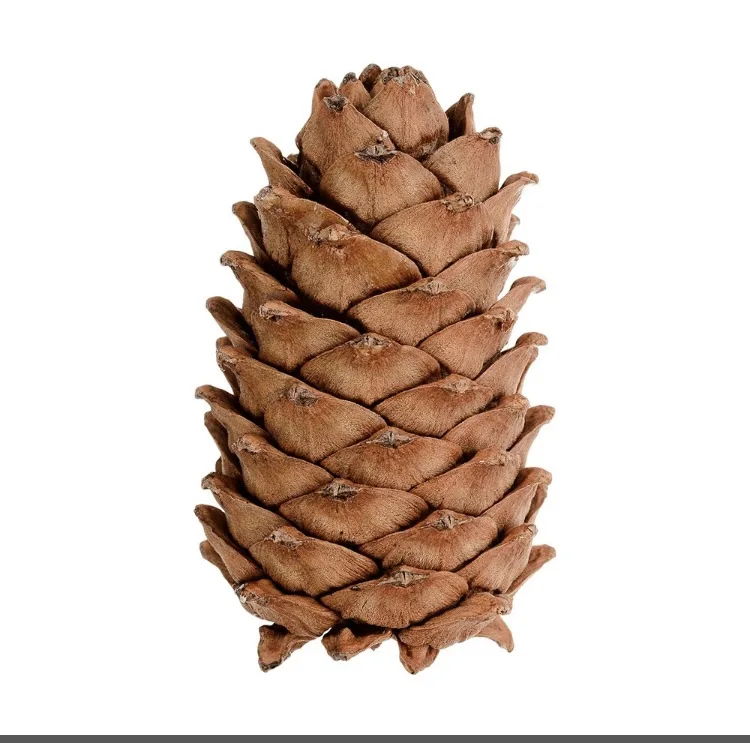 A close-up photograph of a brown pine cone against a plain white background, with the overlaid text 'pine cone' written in a…