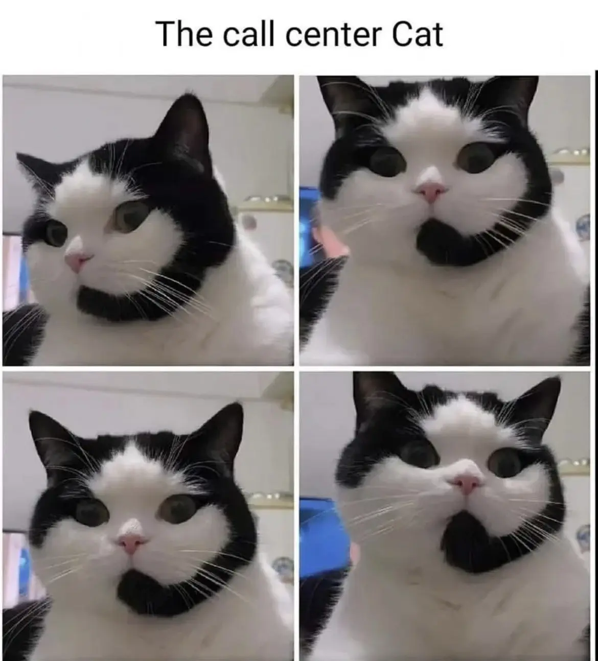 A four-panel image shows a black-and-white cat with a distinctive black patch under its chin resembling a goatee, looking…