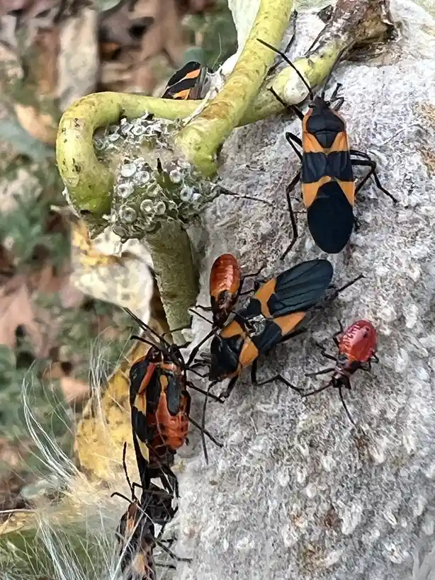 A close-up photo shows several orange and black insects, likely milkweed bugs, clustered on a green plant stem and a…